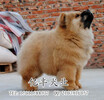 北京哪里犬舍出售松獅純種松獅一般多少錢一只