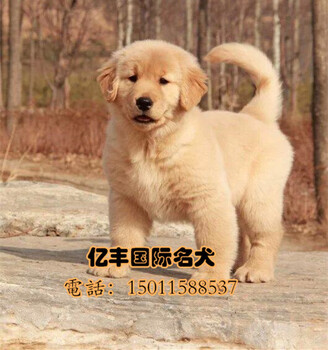 繁殖纯种金毛幼犬出售金毛多少钱一只，金毛好养吗