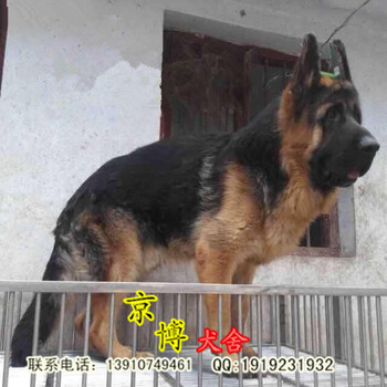 北京德牧基地纯种德牧价格北京牧羊犬价格