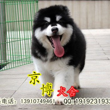 北京阿拉斯加幼犬双十字阿拉斯加雪橇犬品相佳