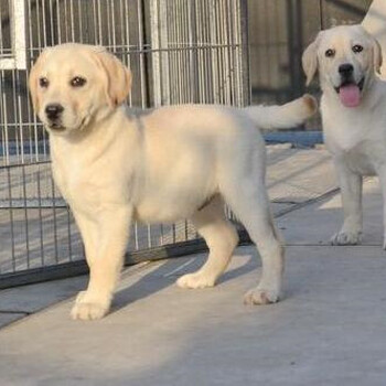 纯种拉布拉多犬正规养殖终身质保出售赛级拉布拉多