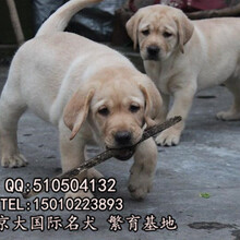 北京纯种拉布拉多幼犬纯种拉布拉多多少钱图片