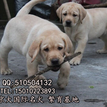 北京纯种拉布拉多幼犬纯种拉布拉多多少钱