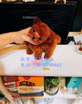 北京纯种泰迪犬价格纯种茶杯泰迪犬图片纯种泰迪幼犬出售