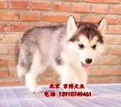 哈士奇犬纯种三火蓝眼哈士奇价格北京哈士奇出售