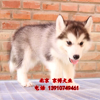 哈士奇犬纯种三火蓝眼哈士奇价格北京哈士奇出售