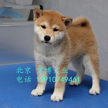 北京纯种柴犬多少钱日系柴犬黑色柴犬保健康三个月可送货