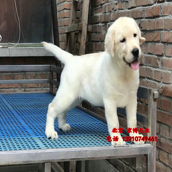 北京拉布拉多幼犬三个月家养拉布拉多犬出售
