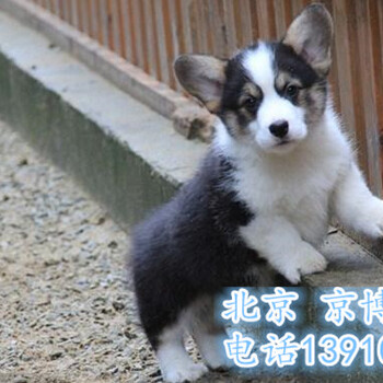 纯种柯基犬价格纯种柯基幼犬出售北京柯基犬