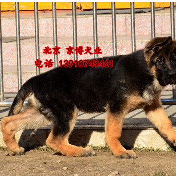 纯种德国牧羊犬价格北京锤系德国牧羊犬幼犬出售可签订协议