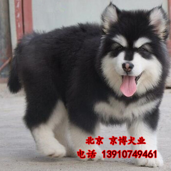 赛级阿拉斯加犬熊版巨型阿拉斯加犬价格北京阿拉斯加幼犬出售