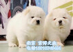  Price of Chow Chow Dog Pure breed Chow Chow Chow puppy of American breed can be sold under agreement