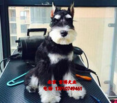 雪纳瑞犬3个月雪纳瑞出售纯种迷你雪纳瑞价格出售签协议