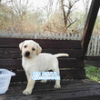 赛级拉布拉多幼犬价格，售高品质拉布拉多犬，保证健康图片
