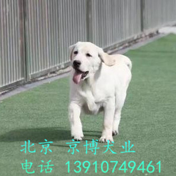 赛级拉布拉多犬价格奶白色拉布拉多犬签署协议