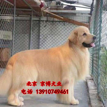 北京出售纯种大头美系金毛犬金毛犬图片赛级金毛犬价格