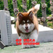 純種熊版阿拉斯加價格三個月阿拉斯加雪橇犬出售北京阿拉斯加犬