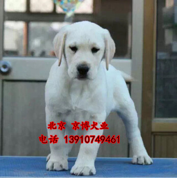 纯种拉布拉多犬多少钱北京哪有卖拉布拉多犬的