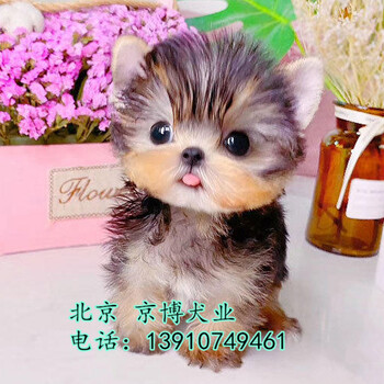 北京純種約克夏幼犬約克夏多少錢