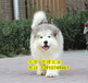 精品阿拉斯加幼犬灰桃熊版阿拉斯加價格北京阿拉斯加出售