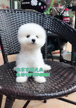 超小体茶杯袖珍博美犬价格北京茶杯博美犬出售