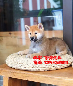 出售纯种柴犬豆柴日本柴犬价格柴犬