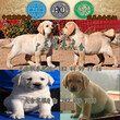 中山坦洲哪里有卖拉布拉多幼犬坦洲纯种拉布拉多多少钱一只图片