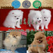广州海珠区排名好的狗场海珠区哪里有卖哈多利博美犬