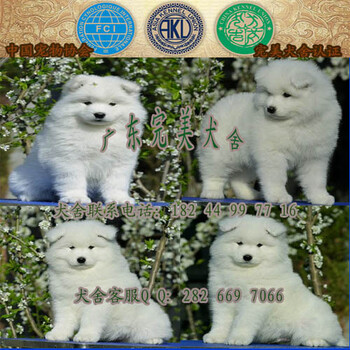 广州海珠区哪里有卖萨摩耶犬广州纯种萨摩耶多少钱一只