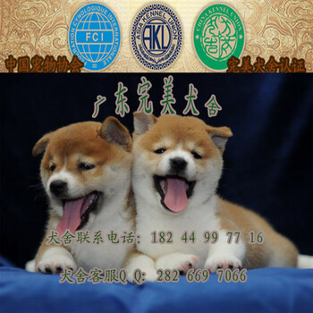 广州海珠区哪里有日本柴犬买海珠区纯种柴犬多少钱一只
