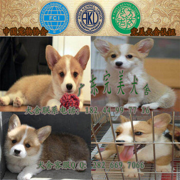 广州海珠区买柯基犬多少钱一只海珠区哪里买柯基犬好