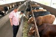 2020年有关辽宁300多斤黄牛养殖评估