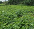2020年贵州习水莫总120亩地藤椒苗藤椒杯苗资产评估