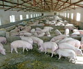 廣西武鳴養雞場資產評估養豬場評估養殖場經營收益評估