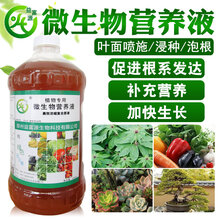益富源芽孢杆菌土壤消毒液抑制白芨黄叶根腐土传病害图片