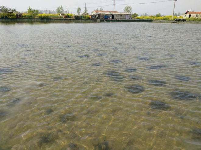 水产养殖处理鱼塘底质恶化为什么要用硝化细菌菌种？