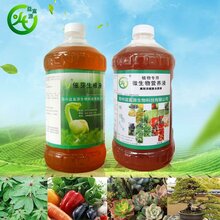 益富源催芽生根剂营养液在芹菜种植种的应用图片