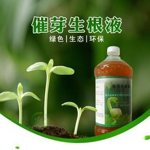 益富源豇豆营养液生根水的使用方法及种植技术图片