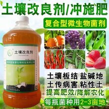 益富源生根水栽培黄花菜的要点及改良剂的作用图片