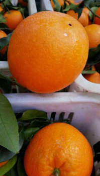 当地农民卖伦晚脐橙/夏橙二月红脐橙