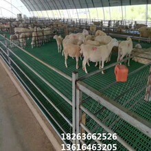 羊床养羊设备可拼接羊床塑料粪板新型羊床的建设