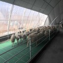 塑料羊排價(jià)格羊漏糞板建設(shè)高架羊床養(yǎng)殖