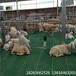 快速搭建塑料羊床简单实用的塑料羊粪板羊产床厂家直销