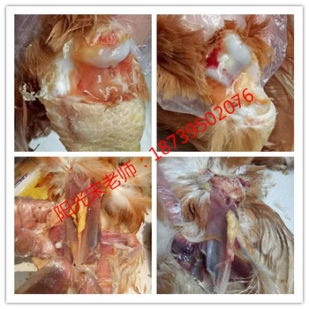 鸡滑液囊支原体，也叫滑膜炎)关节肿胀的佳治疗方案