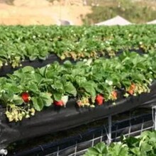 无土栽培立体草莓种植前的准备