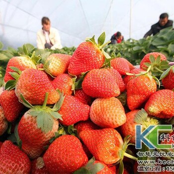 草莓立体无土栽培有哪些优点