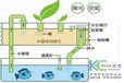 鱼菜共生生态系统的注意事项