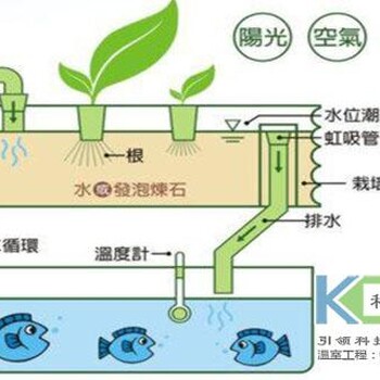 鱼菜共生生态系统的注意事项