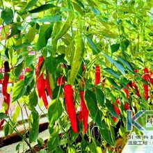 辣椒无土栽培基质的选择及育苗技术
