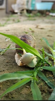 目前白玉蜗牛的市场价格白玉蜗牛养殖技术